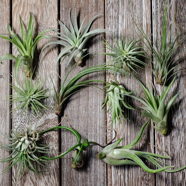 15 Piece Assorted Air Plant Variety Pack | Tillandsia Mix | Wholesale Bulk Quality | Minor Blemishes, Imperfections | Discounted Clearance