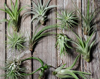 Tillandsia Ionantha Hedgehog Rare Air Plants - Etsy