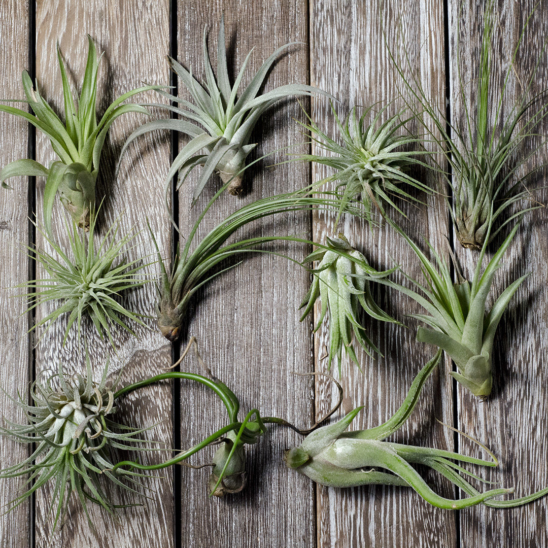 Clearance Plants - Etsy