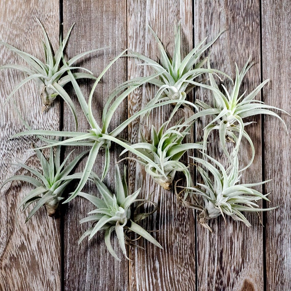 50 Piece Harrisii Air Plant Variety Pack Tillandsia Mix Etsy