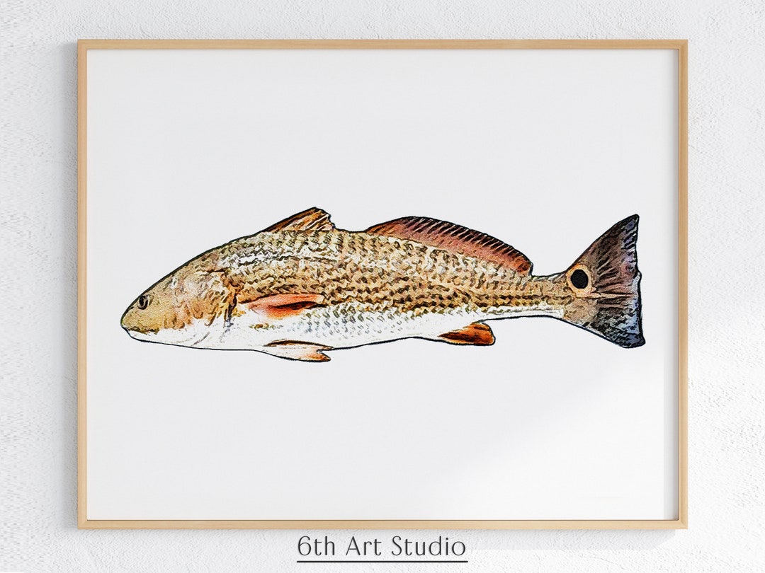 Red Drum Wall Art Red Bass Color Sketch Fish Nursery Decor Wall Art