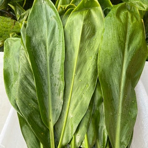 May include: A bunch of large, green leaves with a glossy finish. The leaves are arranged in a fan shape and have a slight sheen to them.