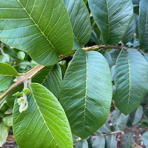 Fresh Guava Leaves