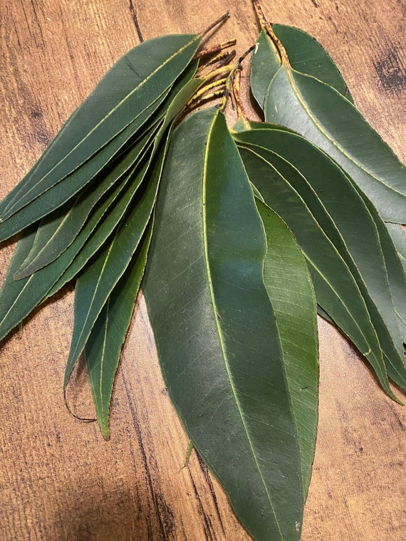 Exploring the Aroma of Eucalyptus: A Guide to Understanding Its
