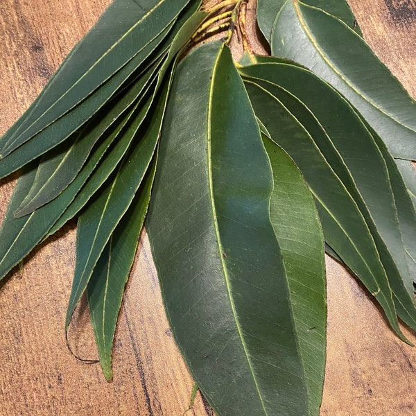 Fresh Eucalyptus Etsy