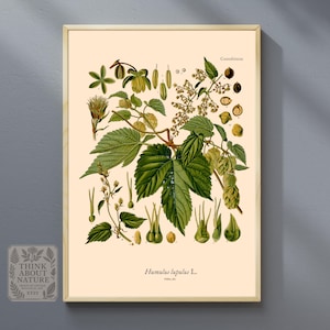 Humulus lupulus Botanical Wall Art | Vintage Hop Plant | Illustration Print
