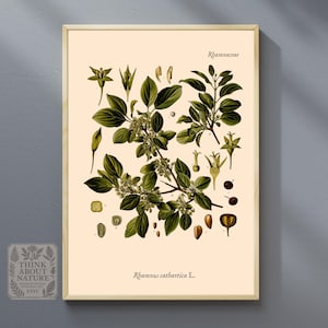 Rhamnus cathartica Botanical Print | Buckthorn Plant Vintage Wall Art