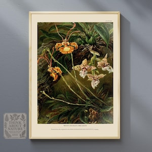 Westindische Orchideen botanischer Druck | Vintage tropische Orchideen Illustration | Exotische Blumen Wandkunst