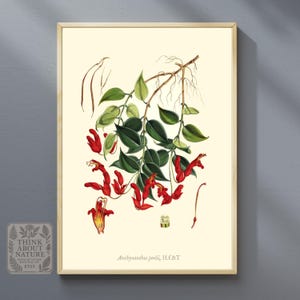 Aeschynanthus Peelii Botanical Print | Vintage Tropical Flower Illustration | Antique Wall Art