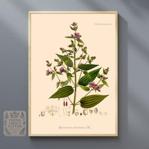 Rhynchanthera schrankiana Vintage Botanical Art | Tropical Plant Illustration