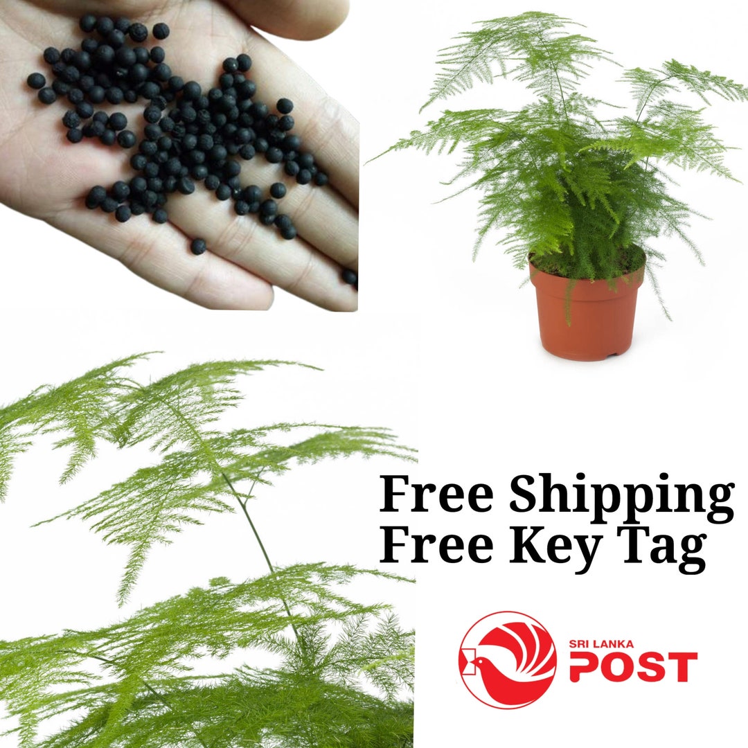 Asparagus PLUMOSUS NANUS Asparagus Fern Seeds 150 Free Etsy