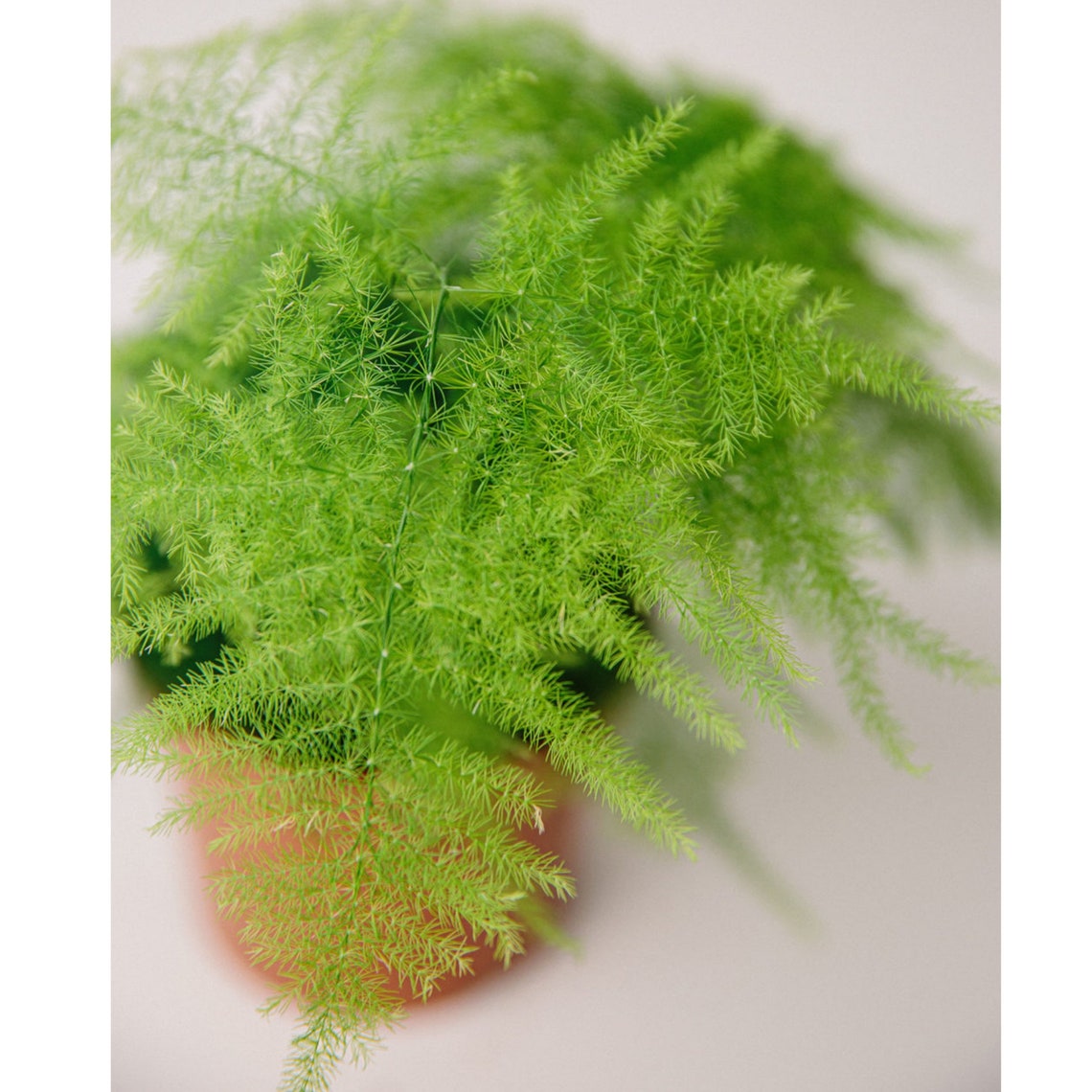 Asparagus PLUMOSUS NANUS Asparagus Fern Seeds 150 Free Etsy