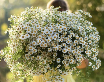 Feverfew Seeds — Heirloom Medicinal Herb, Non-GMO, Pollinator & Apothecary Garden | Tanacetum Parthenium, 100 Seeds