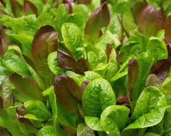 Gourmet Salad Mix Seeds, Heirloom Non-GMO, Mesclun Lettuce Mix