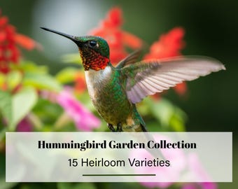 Hummingbird Garden Seed Collection | 15 Heirloom Varieties | Nectar Flowers for Pollinators
