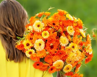 Pacific Beauty Calendula Seeds — Heirloom Medicinal Flower, Edible Petals, Non-GMO | 100 Seeds