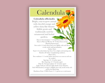 Pacific Beauty Calendula Seeds — Heirloom Medicinal Flower, Edible Petals, Non-GMO | 100 Seeds