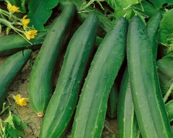 Straight 8 Cucumber Seeds, Heirloom Non-GMO, Classic Slicing Cucumber