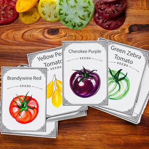Op de afbeelding: Tomatenzaadpakketten, waaronder Brandywine Red, Cherokee Purple en Green Zebra, zijn gerangschikt op een houten oppervlak. De pakketten bevatten aquarel illustraties van de tomaten. Bovenop liggen gesneden tomaten in verschillende kleuren.