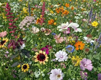 Butterfly and Hummingbird Wildflower Seed Mix | Heirloom Pollinator Garden Seeds | Wildflower Blend