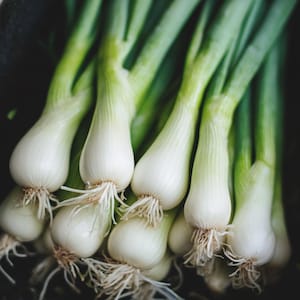 Tokyo Long White Bunching Onion Seeds - Heirloom, Non-GMO, Open Pollinated, Japanese Spring Onions