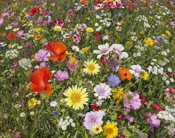 California Hummingbird Wildflower Mix — Native Wildflower Seeds, Drought Tolerant, Self-Reseeding Garden