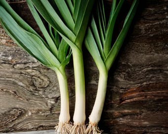 Large American Flag Leek Seeds, Heirloom Non-GMO, Cold Hardy