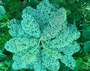 Vates Blue Scotch Curled Kale Seeds, Heirloom Non-GMO, Cold Hardy