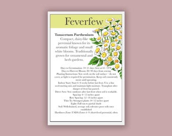 Feverfew Seeds — Heirloom Medicinal Herb, Non-GMO, Pollinator & Apothecary Garden | Tanacetum Parthenium, 100 Seeds