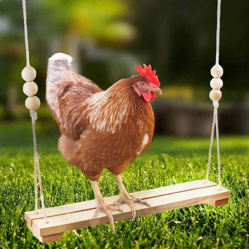 Chicken Roping Chicken Swing Toy for Coop – Wooden Chicken Perch for Hens, Chicks ...