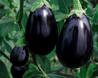 Black Beauty Eggplant Seeds, Heirloom, Non-GMO, Classic Dark Purple