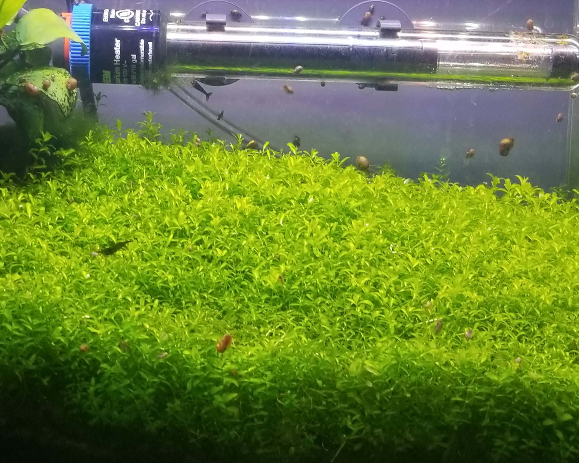 Java Moss / Carpet / Freshwater LIVE Aquarium Plants / Moss 