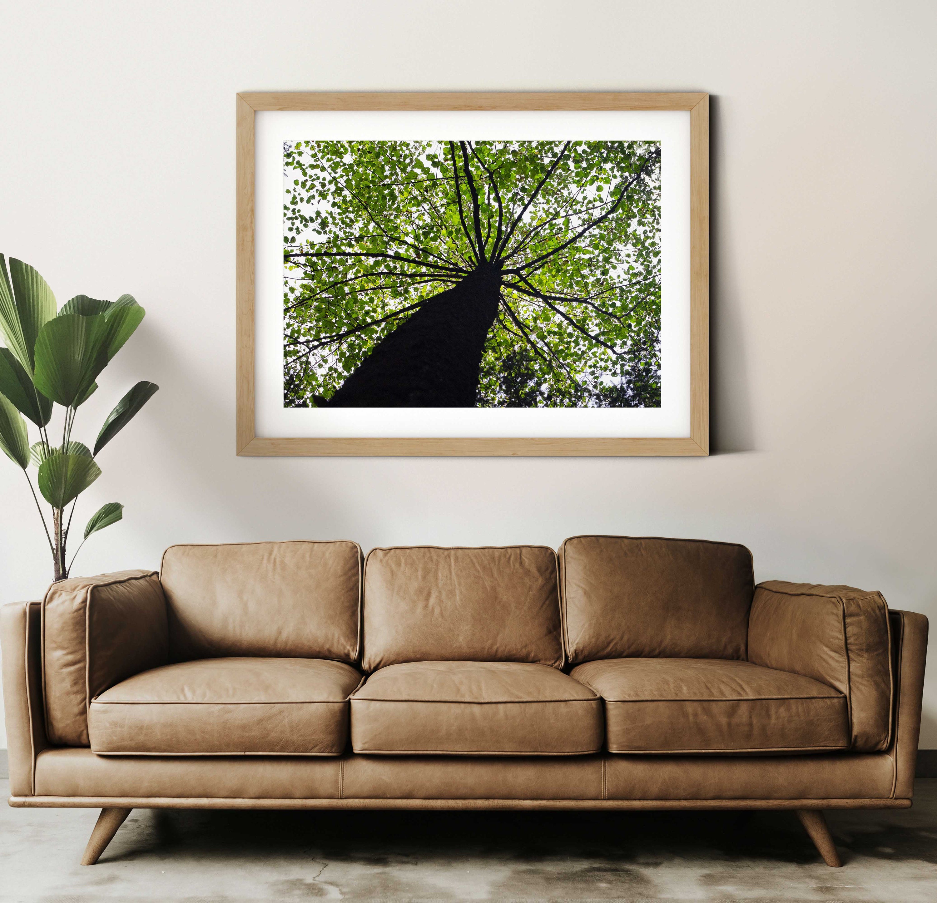 Looking up at Leafy Canopy, Nature Photography, INSTANT DOWNLOAD ...