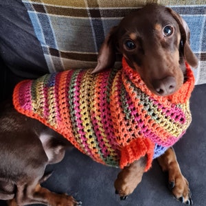 Pode incluir: Um dachshund marrom e castanho vestindo um suéter de crochê colorido com listras rosa, laranja, amarelo e verde.