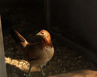 Chicken
