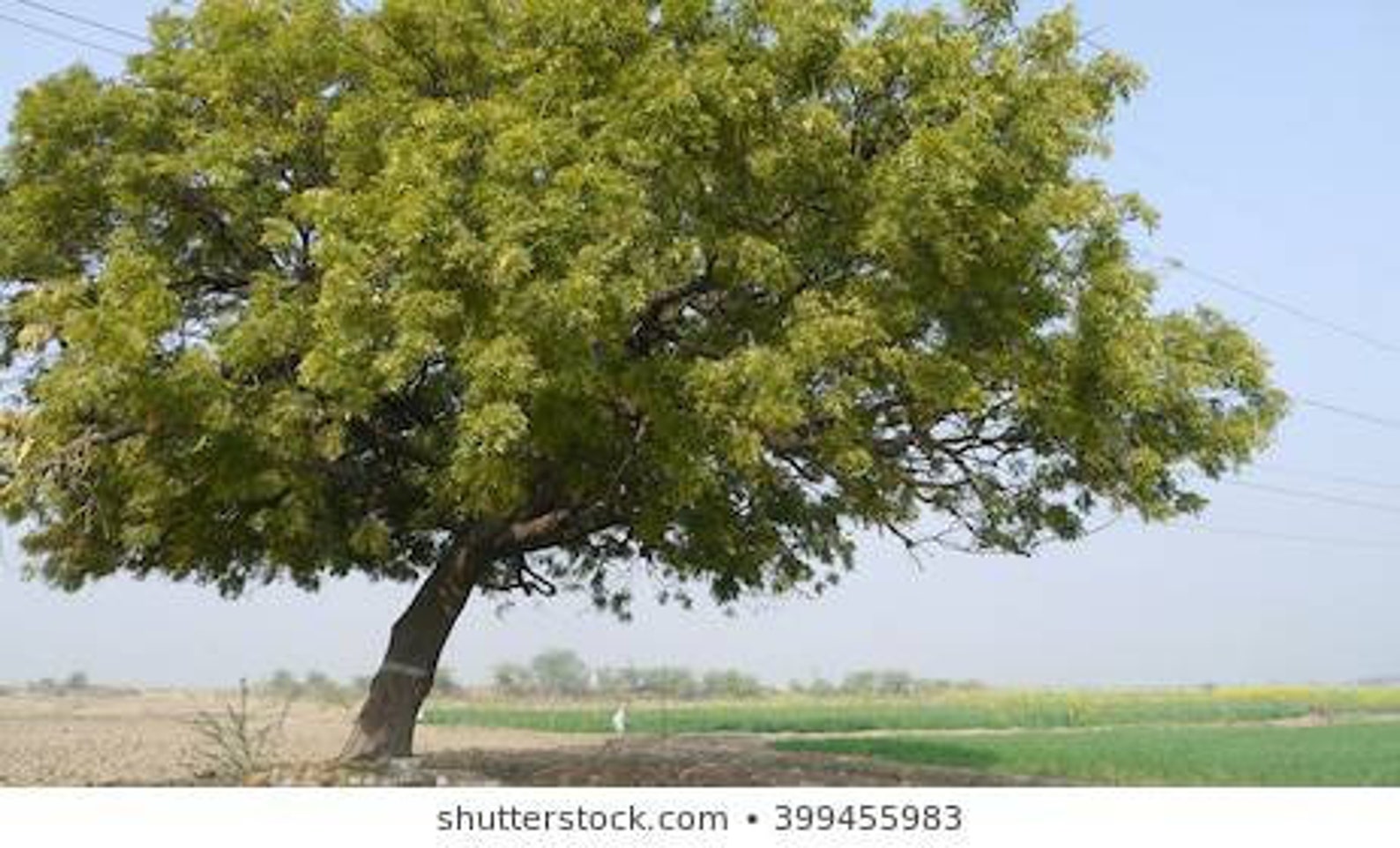 NEEM TREE Etsy