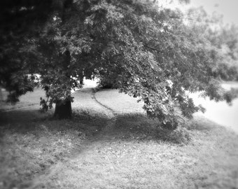 Tree, Prospect Park, Brooklyn, misty morning, landscape, fine art photography, digital photograph, wall decor, home decor