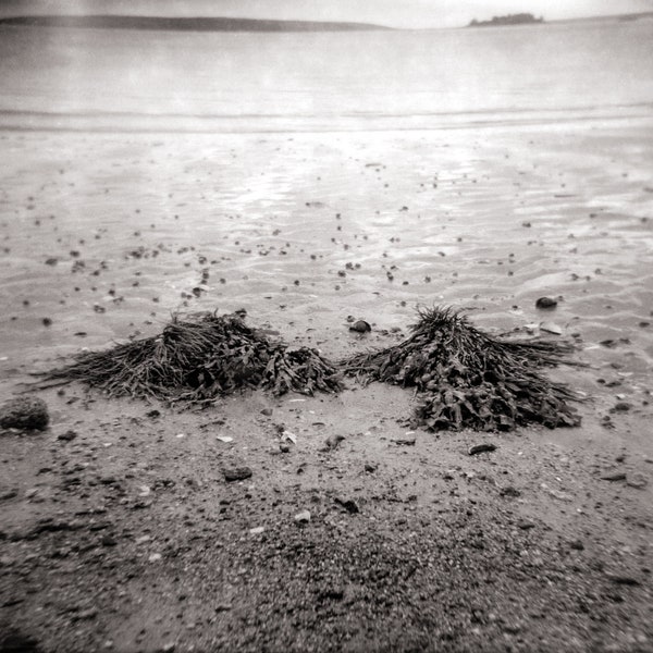 Seaweed, Birch Point, Beach, Maine landscape, Holga photograph, film negative, digital photography, archival pigment print, home decor
