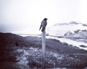 May include: A black crow perched on a wooden post against a foggy, coastal backdrop. The crow is facing to the right, with its wings folded. The post is weathered and worn, and the background is a hazy, gray sky and a distant shoreline.