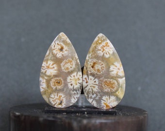 Fossil coral pair