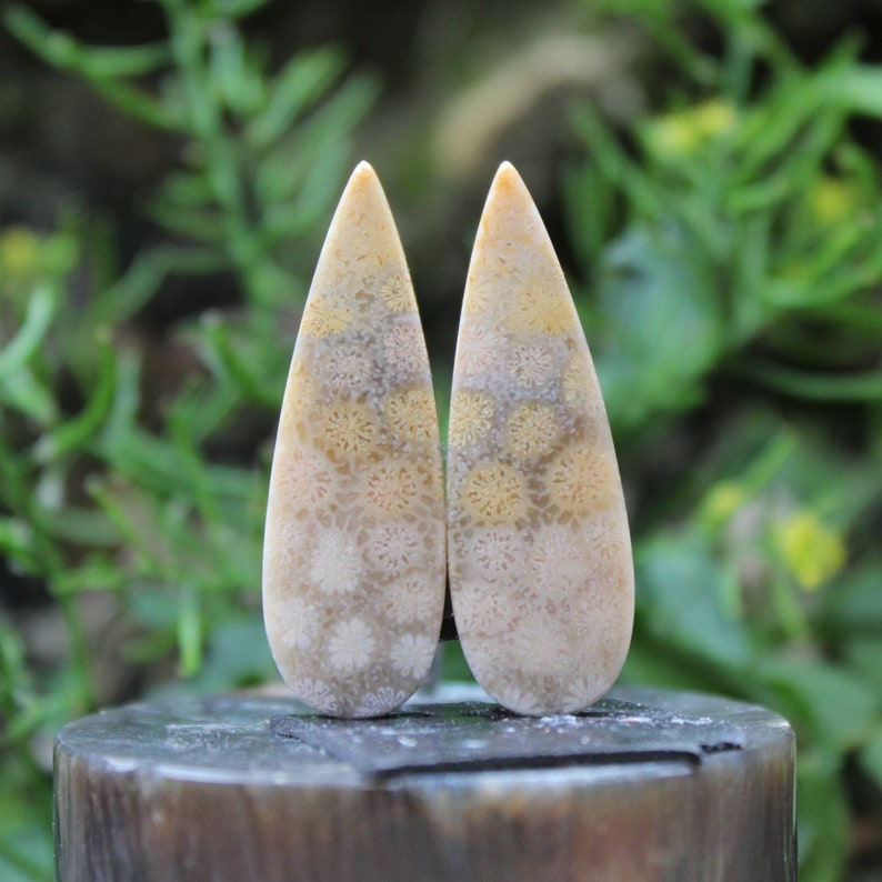 Fossil coral pair