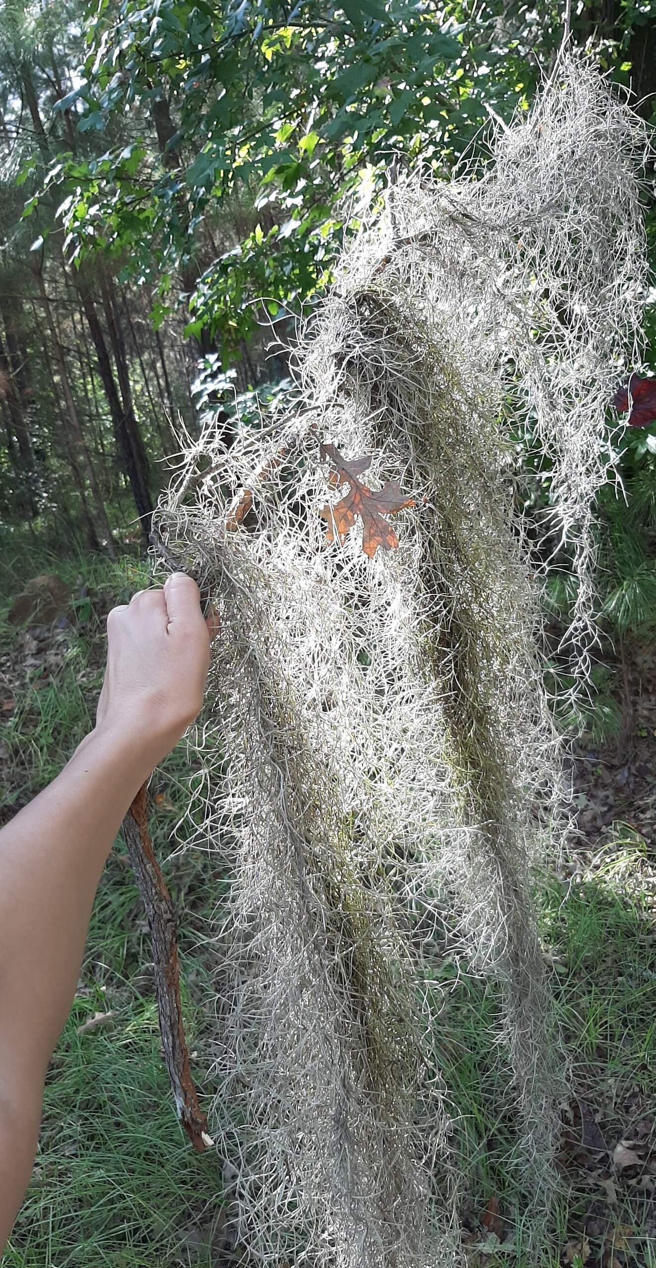 Live Spanish Moss. Picked to Order Etsy UK