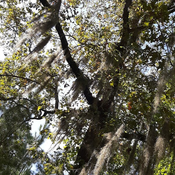 Live Spanish Moss Etsy