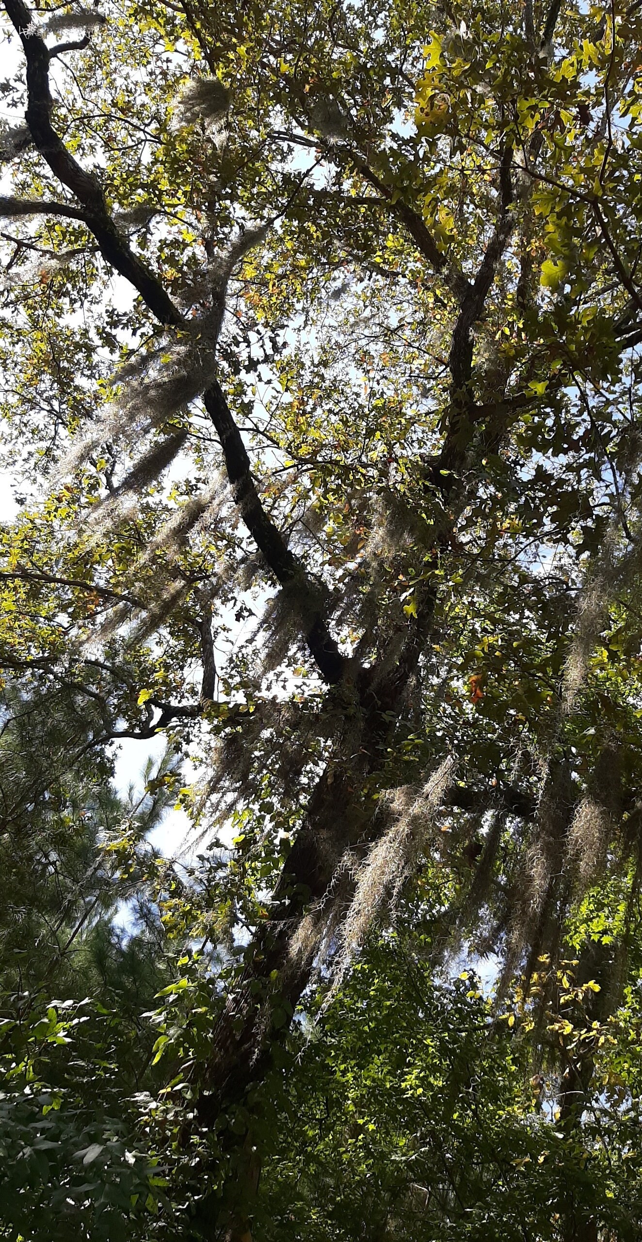 Live Spanish Moss. Picked to Order Etsy UK