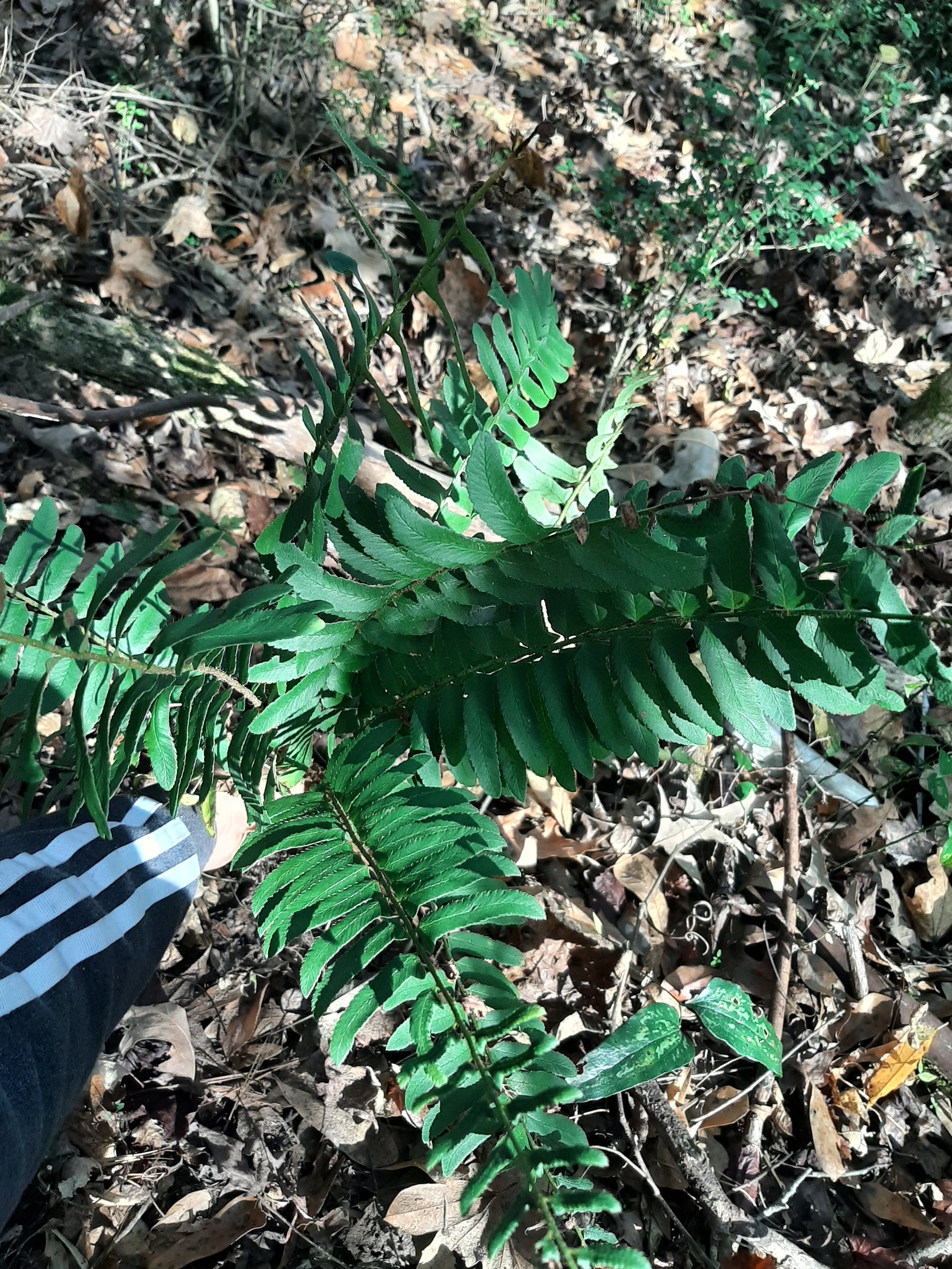 Christmas Ferns Evergreen Ferns Etsy