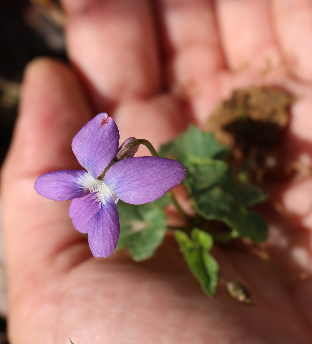10 Wild Blue Violet Rhizomes Roots - Etsy