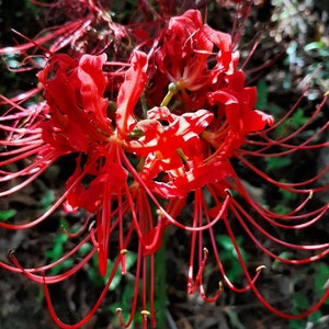 Red Spider Lily Bulbs x4