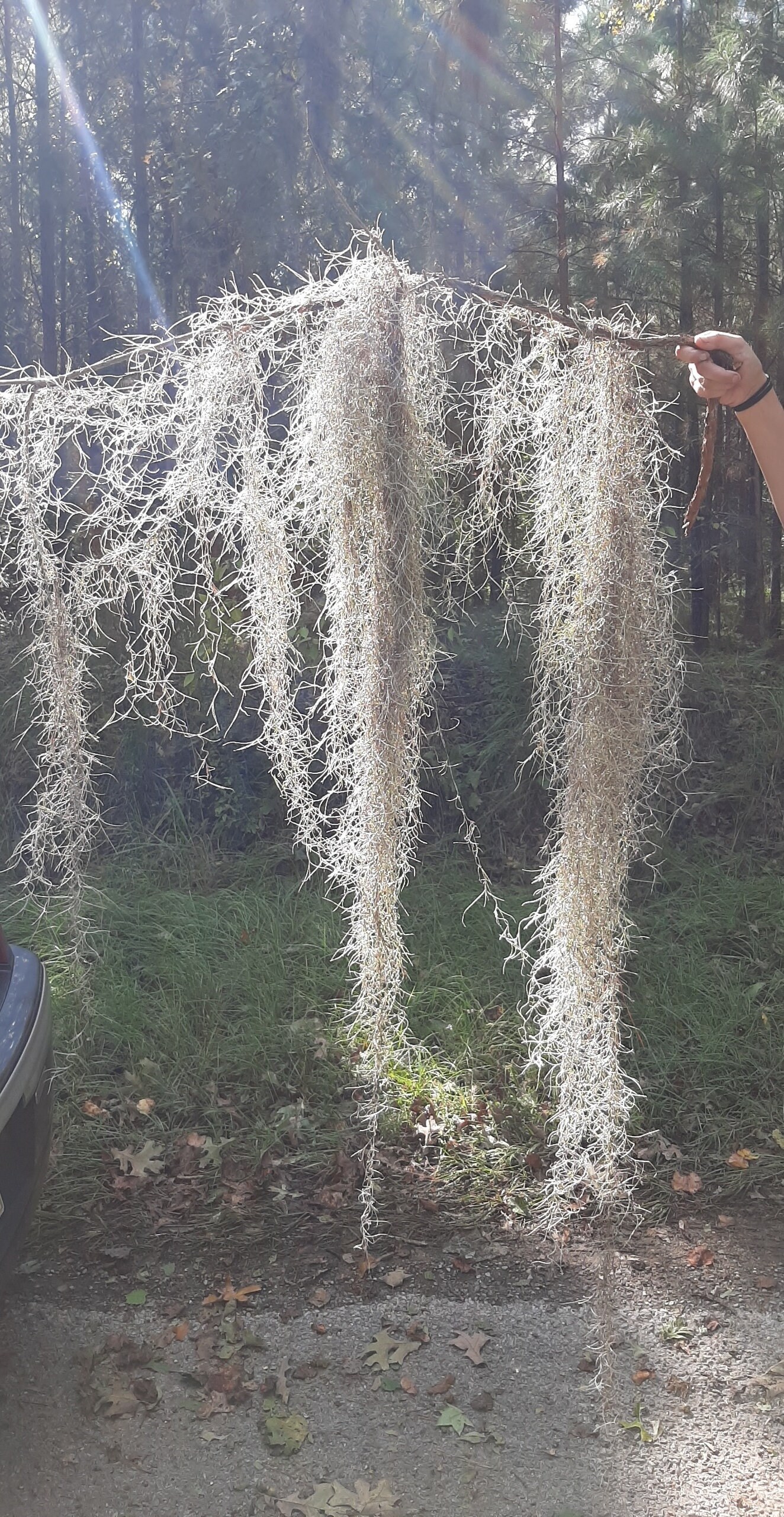 Live Spanish Moss. Picked to Order Etsy UK