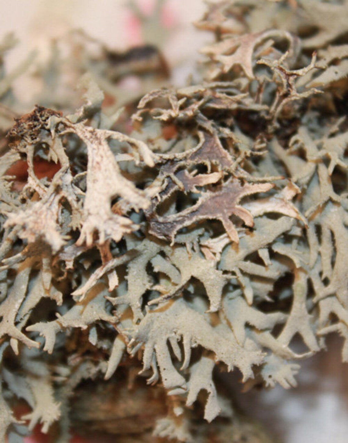 Iceland Moss Tea / Cetraria Islandica Tea / Health Tea / Etsy