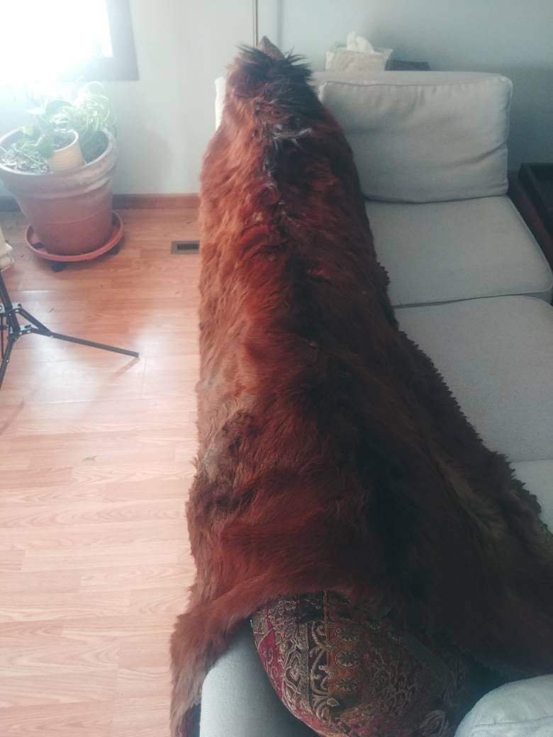 Antique Horse Carriage Blanket Victorian Sleigh Horse Hair Etsy